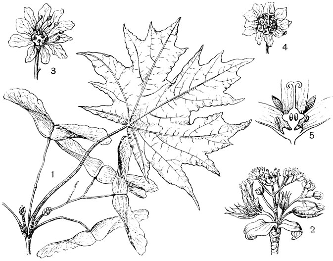 Рис. 93. Семейство Кленовые. Клен остролистный (Acer platanoides): 1 - ветвь с плодами; 2 - соцветие; 3 - тычиночный цветок; 4 - пестичный цветок; 5 - он же в разрезе