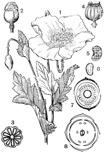 Рис. 94. Семейство Маковые. Мак самосейка (Papaver rhoeas): 1 - верхушка-цветущего побега; 2 - пестик; 3 - поперечный разрез завязи; 4 - коробочка; 5 - семя; 6 - семя в разрезе; 7 - диаграмма цветка мака; 8 - диаграмма цветка крестоцветного