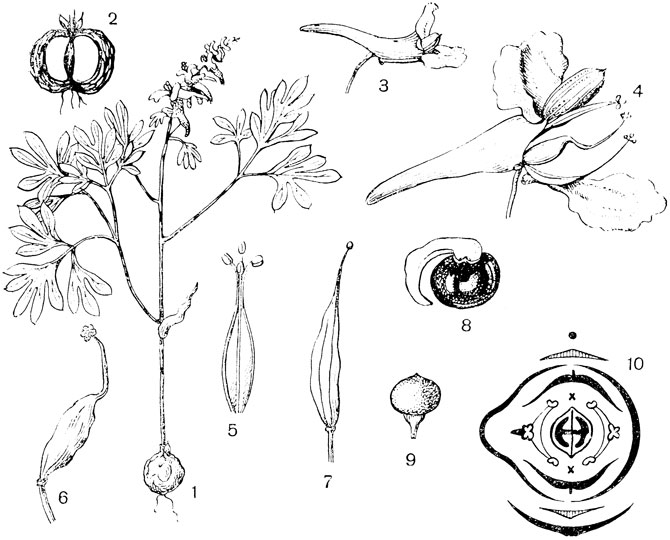 Рис. 96. Семейство Маковые. Хохлатка Галлера (Corydalis halleri):	1 - внешний вид растения; 2 - клубень в разрезе; 3 - цветок; 4 - цветок в развернутом	виде; 5 - одна из тычинок; -пестик; 7 - плод; 8 - семя. Дымянка (Fumaria): 9 - плод;	10 - диаграмма цветка хохлатки
