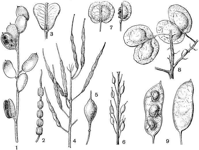 Рис. 98. Плоды крестоцветных: 1 - фибигия щитовидная (Fibigia clypeata); 2 - редька дикая (Raphanus raphanistrum); 3 - пастушья сумка (Capsella bursa pastoris); 4 - капуста огородная (Brassica oleracea); 5 - свербига (Bunias); 6 - бурачок (Alyssum); 7 - ярутка полевая (Thlaspi arvense); 8 - крупноплодник гигантский (Megacarpea gigantea); 9 - лунник оживающий (Lunaria rediviva)