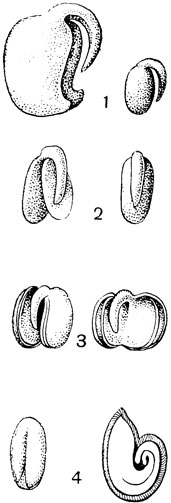 Рис. 99. Положение корешка зародыша крестоцветных: 1 - краекорешковый у ярутки (Thlaspi); 2 - спиннокорешковый у пастушьей сумки (Capsella); в обоих случаях справа семя в кожуре; 3 - складчатый у капусты (Brassica); 4 - спиральный у свербиги (Bunias): справа - поперечный разрез ее семени