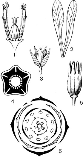 Рис. 100. Семейство Гвоздичные. Звездчатка лесная (Stellaria nemorum): 1 - андроцей и гинецей; часть тычинок удалена, и у их основания видны нектарники; 2 - один из лепестков; 3 - чашечка; 4 - поперечный разрез завязи; 5 - плод; 6 - диаграмма цветка