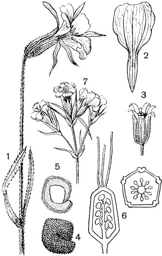 Рис. 101. Семейство Гвоздичные. Куколь посевной (Agrostemma githago): 1 - часть цветущей ветви; 2 - один из лепестков; 3 - зрелая коробочка; 4 - семя; 5 - семя в разрезе; в центре виден запасный белок, окруженный зародышем; 6 - продольный и поперечный разрезы завязи. Гвоздика бородатая (Dianthus barbatus): 7 - часть соцветия