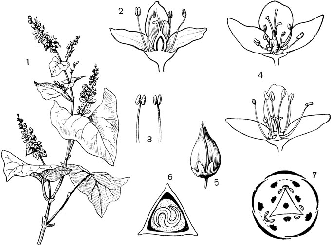 Рис. 105. Семейство Гречишные. Гречиха посевная (Fagopyrum sagittatum): 1 - часть цветущего побега; 2 - цветок в разрезез 3 - тычинки; 4 - длинно- и короткостолбчатые цветки; 5 - плод; 6 - он же в поперечном разрезе; 7 - диаграмма цветка