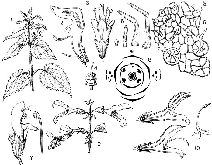 Рис. 112. Семейство Губоцветные. Глухая крапива (Lamium album)): 1 - ветвь с цветками; 2 - цветок в разрезе. Мята полевая (Mentha arvensis): 3 - цветок. Чабрец (Thymus): 4 - пестик; 5 - волоски на листьях: левый - железистый, правые - простые; 6 - верхний эпидермис листа; видны клетки эпидермиса, волоски, железки. Черноголовка обыкновенная (Prunella vulgaris): 7 - цветок и тычинка; 8 - диаграмма цветка глухой крапивы. Шалфей (Salvia): 9 - часть соцветия; 10 - цветок в разрезе; справа - тычинка