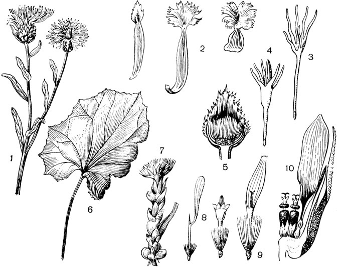 Рис. 116. Семейство Сложноцветные. Василек луговой (Centaurea jacea): 1 - цветущий побег; 2 - листочки обертки; 3 - краевой и 4 - трубчатый срединный цветки; 5 - корзинка в разрезе; видно волосистое общее цветоложе. Мать-и-мачеха (Tussilago farfara): 6 - лист; 7 - цветущий стебель; 8 - язычковый и трубчатый цветки. Лейбниция сибирская (Leibnitzia Anandria): 9 - двугубый цветок. Подсолнечник (Helianthus animus): 10 - часть корзинки с двумя трубчатыми и одним язычковым цветками