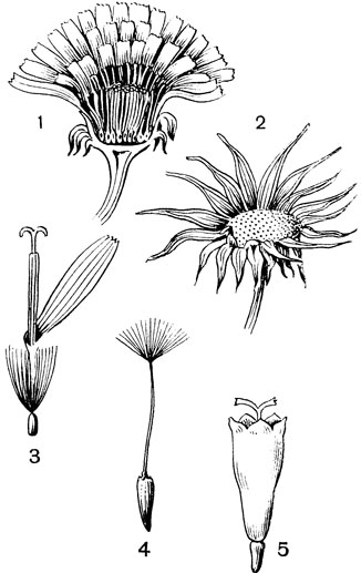 Рис. 117. Семейство Сложноцветные. Одуванчик лекарственный (Taraxacum officl nale): 1 - корзинка в разрезе; 2 - цветоложе; 3 - цветок; 4 - плод. Полынь горькая (Artemisia absinthium): 5 - цветок