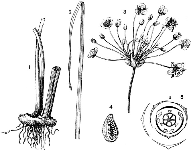 Рис. 119. Семейство Сусаковые. Сусак зонтичный (Butomus umballatus): 1 - прикорневая часть; 2 - листовая пластинка; 3 - соцветие; 4 - вскрытая листовка; 5 - диаграмма цветка