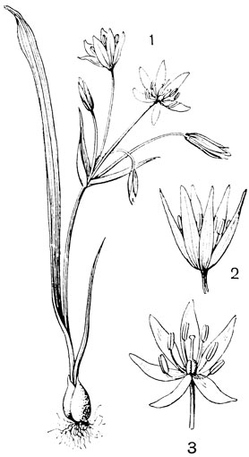 Рис. 120. Семейство Лилейные. Гусиный лук (Gagea lutea): 1 - внешний вид; 2 - цветок; листочки околоцветника расположены в два круга; 3 - цветок открыт, видны все его элементы