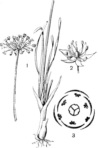 Рис. 121. Семейство Лилейные. Лук угловатый (Allium angulosum): 1 - внешний вид; 2 - цветок; 3 - диаграмма цветка