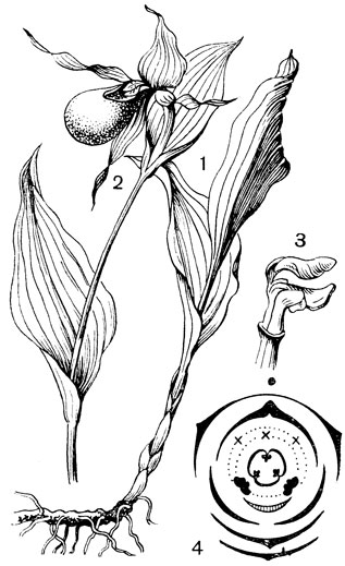 Рис. 122. Семейство Орхидные. Венерин башмачок (Cypripedium calceolus) 1 - прикорневая часть растения с корневи щем; 2 - цветущий побег; 3 - колонка: видна верхняя часть завязи, по бокам ко лонки расположены пыльники, вверху - лепестковидный стаминодий, под ним - обращенное книзу рыльце; 4 - диаграмма цветка