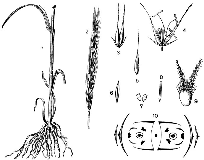 Рис. 127. Семейство Злаки. Рожь (Secale cereale): 1 - прикорневая часть растения; 2 - сложный колос; 3 и 4 - колосон. (до цветения и во время цветения); 5 - нижняя цветковая чешуя; 6 - верхняя цветковая чешуя; 7 - пленочки (lodicula); 8 - тычинка; 9 - пестик при большом увеличении; 10 - диаграмма колоска