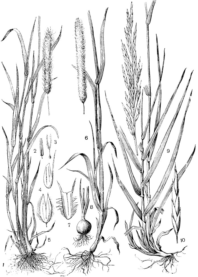Рис. 129. Семейство Злаки. Лисохвост луговой (Alopecurus pratensis): 1 - внешний вид; 2 - тычинка; 3 - пестик; 4 - цветковая чешуйка с остью; 5 - колосковые чешуйки (характерно срастание их при основании). Тимофеевка луговая (Phleum pratense): 6 - внешний вид; 7 - колосковые чешуйки; 8 - утолщенное междоузлие в основании побега. Костер безостый (Bromus inermis): 9 - внешний вид; 10 - колосок