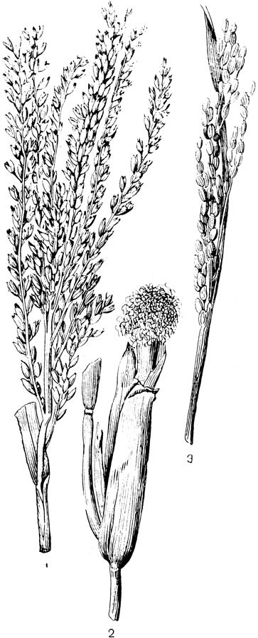 Рис. 130. Семейство Злаки. Кукуруза (Zea mays): 1, 2 - мужское и женское соцветия (женское одето кроющими листьями, на вершине его выступают нитевидные столбики); рис (Oryza sativa): 3 - соцветие