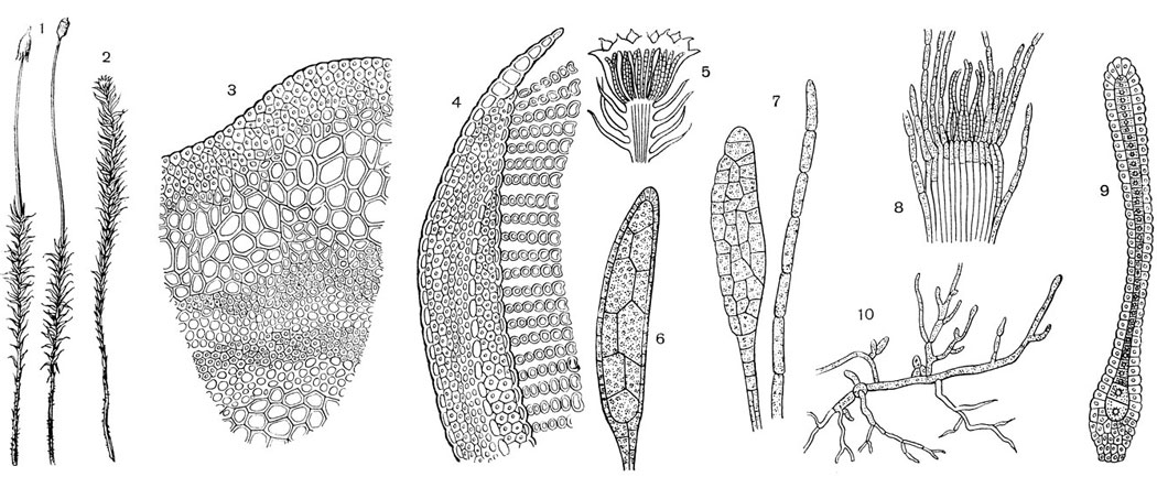 Рис. 53. Кукушкин лен (Polytrichum commune): 1 - женское растение со спорогоном; 2 - мужское растение с розеткой на верхушке; 3 - поперечный разрез стебля; в центре рисунка - листовой след; 4 - поперечный разрез листа; справа видны ассимиляторы; 5 - верхушка мужского растения с антеридиями; 6 - антеридий: ножка, стенка, спермагенная ткань; 7 - парафизы; 5 - верхушка женского растения с архегониями; 9 - архегоний: брюшко; с яйцеклеткой, шейка с канальцевыми клетками; 10 - протонема с почками