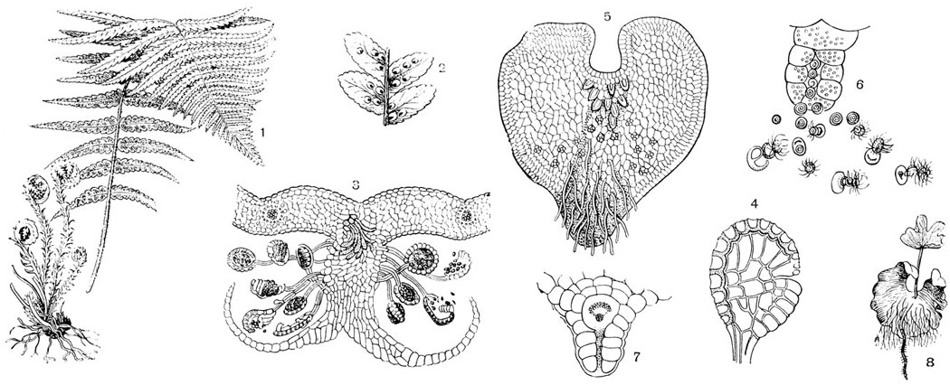 Рис. 55. Щитовник мужской (Dryopteris filix mas): 1 - растение с зачаточными и развитыми листьями; 2 - дольки листа с сорусами; 3 - разрез листа с сорусом: плацента, покрывальце и спорангии; 4 - спорангий с кольцом; 5 - заросток; группа архегониев близ выемки, антеридии между ризоидами; 6 - антеридии в момент выхода сперматозоидов; 7 - архегоний с яйцеклеткой; 8 - молодой спорофит, еще не порвавший связи с гаметофитом