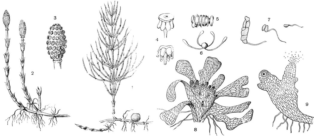 Рис. 58. Хвощ полевой (Equisetum arvense): 1 - корневище с клубеньком и летним побегом; 2 - корневище со спороносными побегами; 3 - колосок со спорофиллами; 4 - спорофиллы, состоящие из ножки и щитка со спорангиями; 5 - сухая спора с элатерамиз 6 - она же во влажном состоянии; 7 - прорастание спор; 8 - женский заросток с архегониями; 9 - мужской заросток в момент выхода сперматозоидов из антеридиев