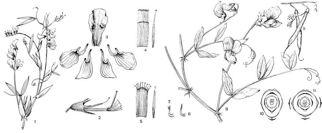 Рис. 82. Семейство Мотыльковые. Чина луговая (Lathyrus pratensis): 1 - цветущая ветвь; 2 - цветок после удаления венчика;: 3 - венчик в разобранном виде; 4 - тычинки в развернутом виде. Мышиный горошек (Vicia cracca): 5 - развернутые тычинки; 6 - верхушка столбика чины; 7 - то же мышиного горошка. Чина мулькак (Lathyruslkak): 8 - цветущая ветвь; 9 - ее бобы; 10 - диаграмма цветка бобовых, Золотой дождь. burnum anagyroides): 11 - диаграмма цветка