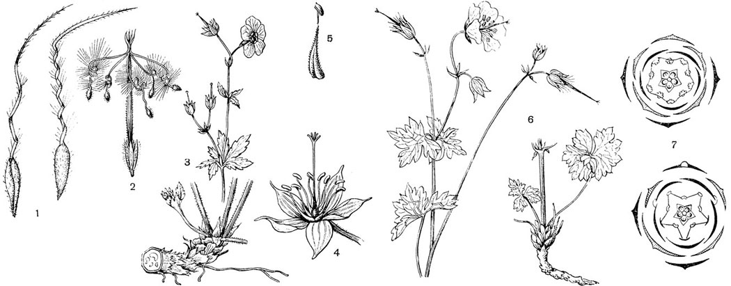 Рис. 88. Семейство Гераниевые. Аистник цикутный (Erodium cicutarium): 1 - плодики. Комнатная 'герань' (Pelargonium) 2 - плод. Герлнь луговая (Geranium pratense): 3 - часть цветущего растения; 4 - цветок; 5 - тычинка. Герань холмовая (Geranium collinum): 6 - цветущее растение; 7 - диаграмма цветка герани и комнатной 'герани'