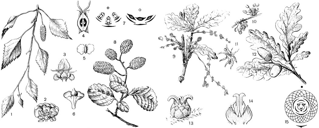 Рис. 107. Порядок Букоцветные. Береза поникшая (Betula pendula): 1 - ветвь с плодущей сережкой; 2 - дихазий; 3 - дихазий; 4 - завязь в разрезе; 5 - плод; 6 - кроющая чешуя плода; 7 - диаграммы и дихазиев. Ольха клейкая (Alnus glutinosa): 8 - ветвь с созревающими плодами. Дуб черешчатый (Quercus robur): 9 - ветвь с сережками; 10 - часть сережки с цветками; 11 - у цветок; 12 - ветвь с желудями; 13 - одноцветковый дихазий, окруженный прицветниками; 14 - он же в разрезе; хорошо видна нижняя завязь; 15 - теоретическая диаграмма 9 дихазия дуба