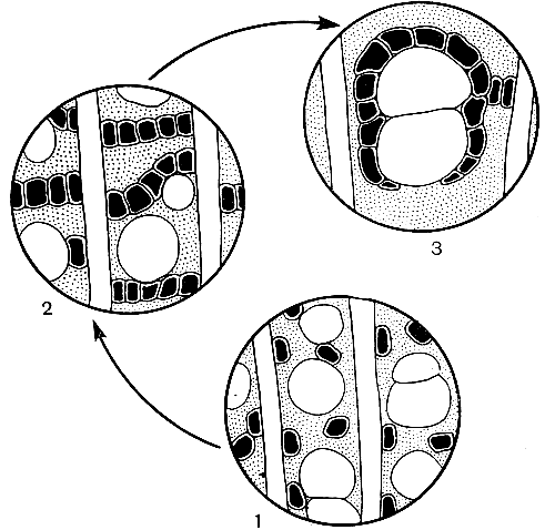 Рис. 5. Схема эволюции основных типов древесинной паренхимы: 1 - диффузная; 2 - метатрахеальная; 3 - вазицентрическая, или околососудистая