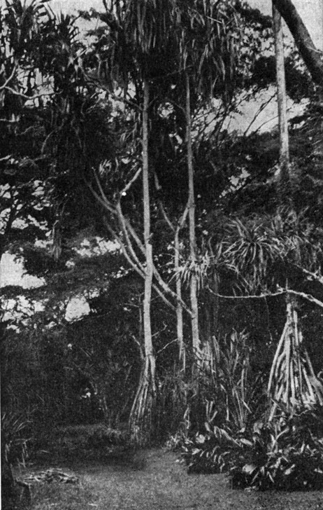 Рис. 8. Ходульные корни у пандануса (Pandanus sp.) в Богорском ботаническом саду на острове Ява