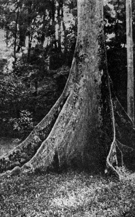 Рис. 9. Досковидные корни у канариума огромного (Canarmm decumanum) в Богорском ботаническом саду на острове Ява