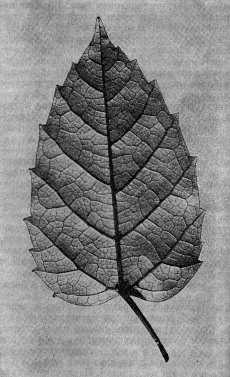 Рис. 12. Перистокраевое, или краспедодромное,  жилкование у листа циссуса антарктического (Cissus antarctica)