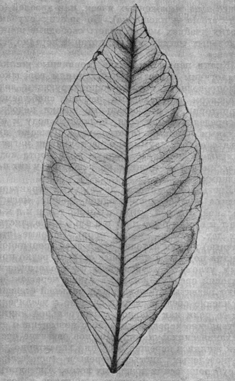 Рис. 13. Перистопетлевидное, или брохпдодромное, жилкование у листа  померанца (Citrus aurantium), рентгенография