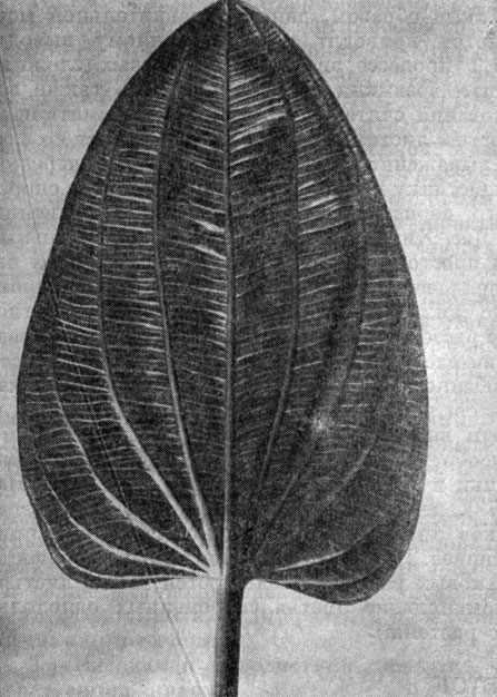Рис. 15. Дуговидно-кривобежное, или кампилодромное, жилкование у листа частухи болотной (Alisma plantagoaquatica)