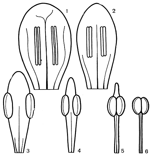 Рис. 16. Стадии эволюции тычинок (микроспорофиллов) (1 - 6) от примитивного микроспорофилла дегенерии фиджийской (Degeneria vitiensis) (1) до высокоспециализированного типа (6)