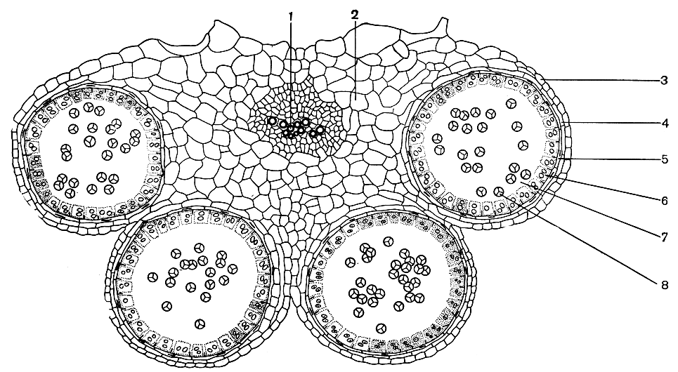 Рис. 17. Поперечный разрез пыльника капусты огородной (Brassica oleracea): 1 - проводящий пучок; 2 - связник; 3 - эпидерма; 4 - эндотеций; 5 - средний слой; 6 - тапетум; 7 - гнездо пыльника; 8 - тетрады микроспор