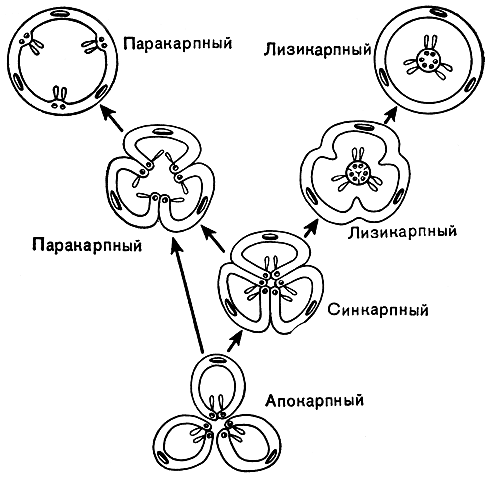 Рис. 19. Схема эволюции основных типов гинецея. Апокарпный гинецей дает начало синкарпному, от которого, в свою очередь, происходят паракарпный и лизикарпный. Паракарпный и лизикарпный типы изображены в двух стадиях эволюции, что дает представление о двух разных путях их происхождения от исходного синкарпного типа. Во многих случаях паракарпный гинецей происходит непосредственно от апокарпного