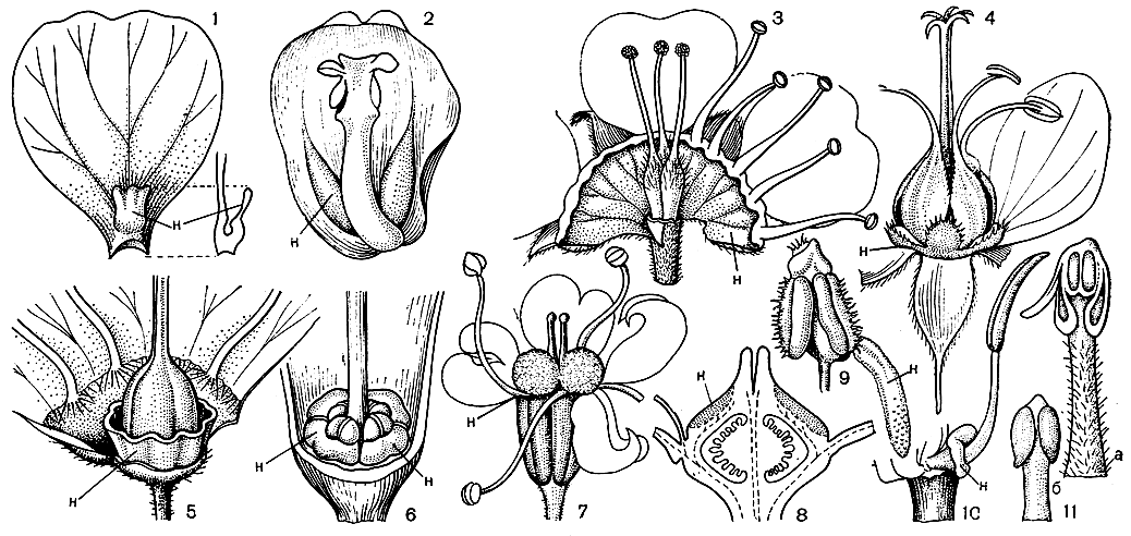 Рис. 20. Некоторые типы нектарников (н): 1 - лютик едкий (Ranunculus acer); 2 - барбарис Тунберга (Berberis thunbergii); 3 - пузыреплодник амурский (Physocarpus amurensis), слева тычинки не изображены; 4 - герань луговая (Geranium pratense); 5 - синюха голубая (Polemonium coeruleum); 6 - медуница мягчайшая (Pulmonaria mollissima), околоцветник и тычинки не изображены; 7 - сныть обыкновенная (Aegopodium podagraria); 8 - камнеломка теневая (Saxifraga umbrosa); 9 - фиалка гибридная (Viola nybrida); 10 - ночная фиалка (Hesperis sp.); 11 - авокадо американское (Persea americana), a - фертильная тычинка, б - стерильная тычинка (нектарник)
