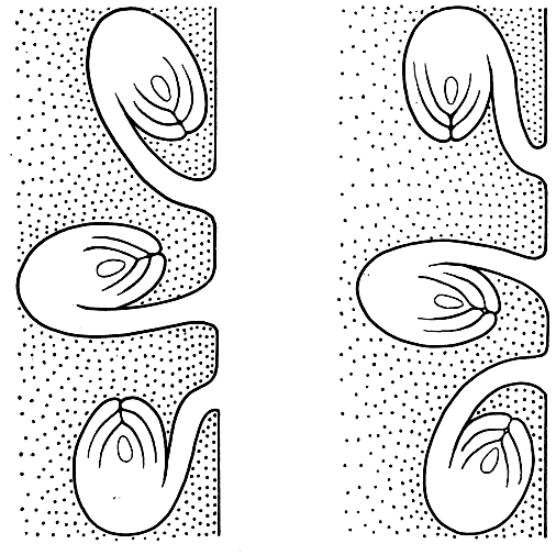 Рис. 27. Типы анатропного семязачатка в зависимости от его поворота в гнезде и от направления фуникулуса: в левом ряду - эпитропные, в правом - апотропные