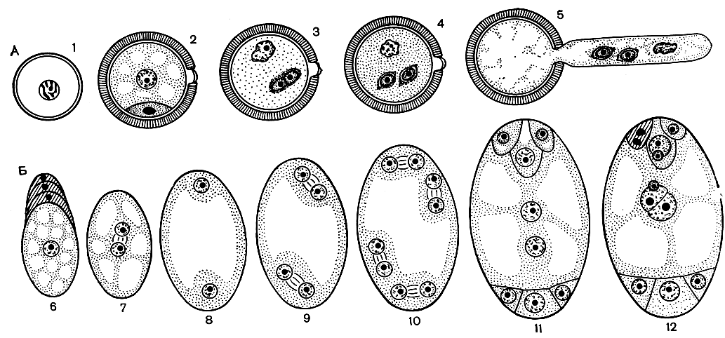 Рис. 28. Схема развития мужского гаметофита (А) и женского гаметофита (зародышевого мешка) Polygonum - типа (Б): 1 - микроспора, или материнская клетка, пыльцевого зерна; 2 - двуклеточное пыльцевое зерно, клетка-трубка и генеративная клетка; 3 - деление генеративной клетки; 4 - трехклеточное пыльцевое зерно (спермии-клетки свободно лежат в цитоплазме клетки-трубки); 5 - прорастание пыльцевого зерна; 6 - мегаспора; 7 - 8 - первое деление ядра мегаспоры; 9 - второе деление, четырехъядерная стадия развития женского гаметофита; 10 - третье деление, восьмиядерная стадия; 11 - зрелый семиклеточ-ный женский гаметофит (в нем различаются яйцевой аппарат, состоящий из яйцеклетки и двух синергид, центральная клетка с двумя полярными ядрами и три антиподы); 12 - двойное оплодотворение (слияние спермиев с ядром яйцеклетки и с объединившимися ядрами центральной клетки). Одна из синергид дегенерирует (заштрихована), в ней видны остатки содержимого пыльцевой трубки