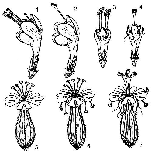 Рис. 31. Примеры протандрии. Скабиоза бледно-желтая (Scabiosa ochroleuca): 1 - краевой цветок в тычиночной стадии; 2 - он же в рыльцев ой стадии; 3 - срединный цветок в тычиночной стадии; 4 - он же в рыльцевой стадии. Смолевка вильчатая (Silene dichotoma): 5 - цветок в тычиночной стадии первого дня цветения, 6 - он же в тычиночной стадии второго дня цветения, 7 - он же в рыльцевой стадии третьего дня цветения (все тычинки увяли)