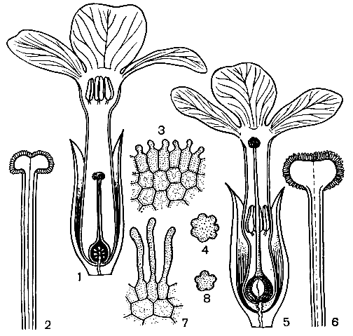 Рис. 34. Гетеростилия у примулы (Primula sp.): 1 - 4 - короткостолбчатая форма (1 - вид цветка в разрезе; 2 - короткий столбик с сосочковидной поверхностью рыльца при малом увеличении; 3 - то же при большом увеличении; 4 - пыльцевое зерно); 5 - 8 - длинностолбчатая форма (5 - вид цветка в разрезе; 6 - длинный столбик с сосочковидной поверхностью рыльца при малом увеличении; 7 - то же при большом увеличении; 8 - пыльцевое зерно)