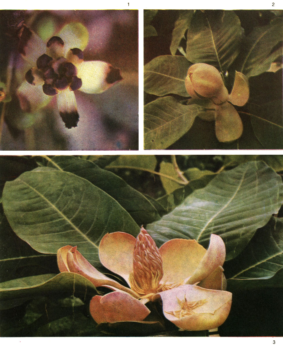 Таблица 3. Дегенериевые и магнолиевые: 1 - цветок дегенерии фиджийской (Degeneria vitiensis); 2 - бутон магнолии Делавэ (Magnolia delavayi); 3 - цветок магнолии Делавэ