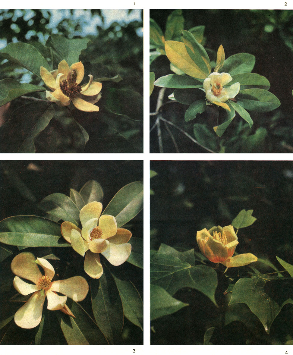 Таблица 5. Магнолиевые Батумского ботанического сада: 1 - магнолия обратноовальная (Magnolia obovata); 2 - магнолия вирджинская (М. virginiana); 3 -  манглиетия тонковатая (Manglietia tenuipes); 4 - тюльпанное дерево (Liriodendron tulipifera)