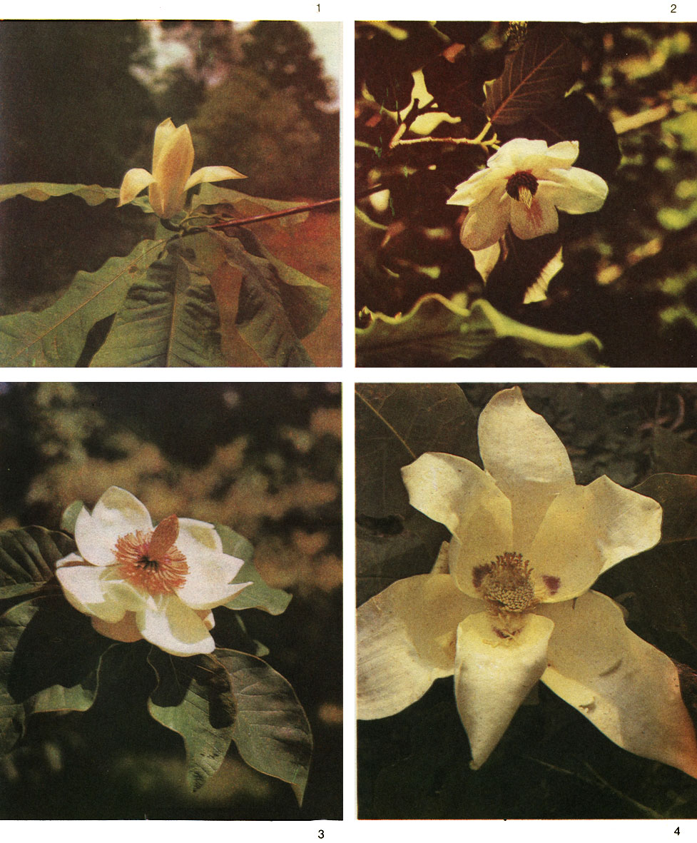 Таблица 6. Магнолиевые. Магнолии Батумского ботанического сада: 1 - магнолия трехлепестная (Magnolia tripetala); 2 - магнолия китайская (М. sinensis); 3 - магнолия Уотсона (М. watsonii). Магнолии США: 4 - магнолия крупнолистная (М. macrophylla)