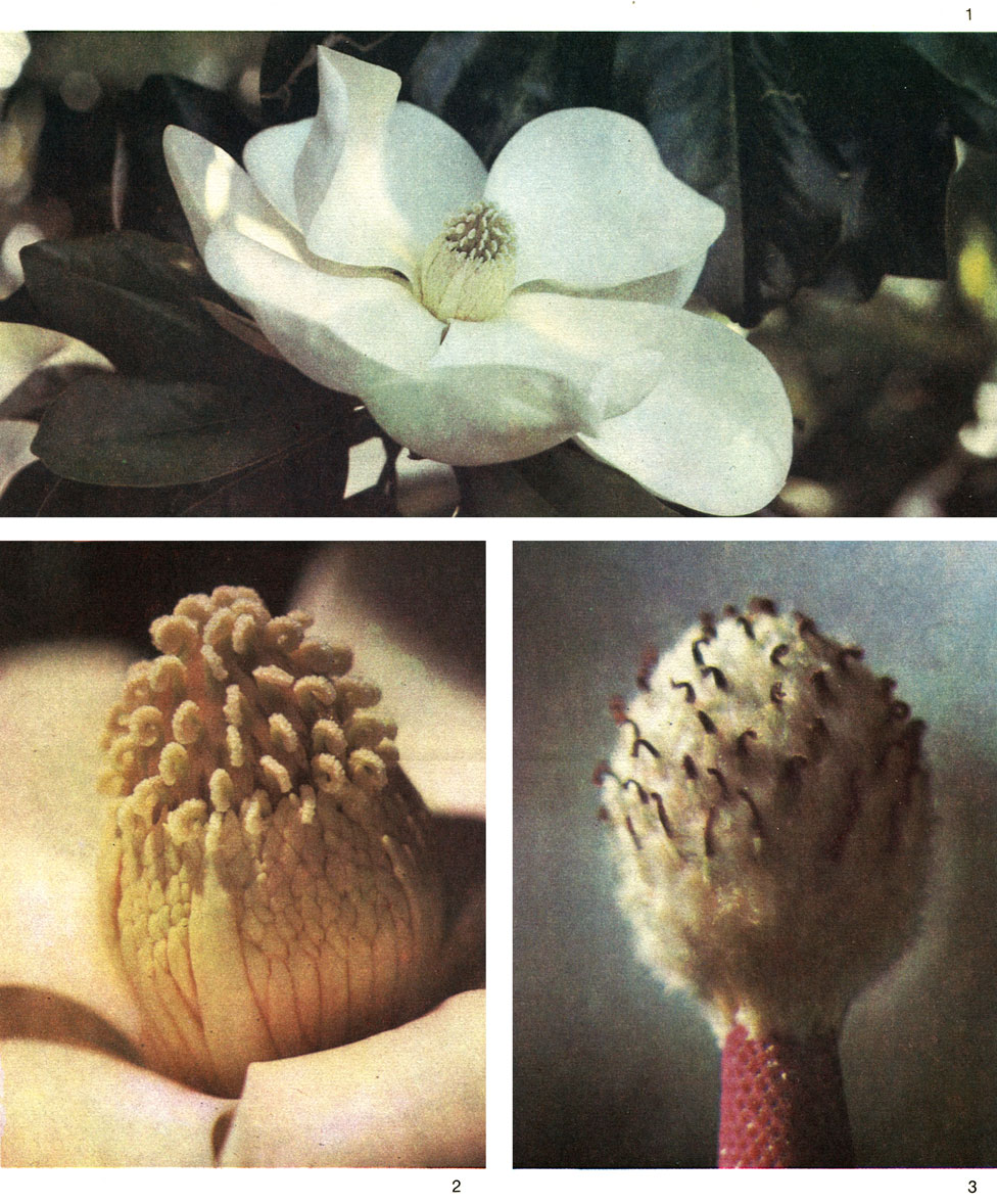 Таблица 8. Магнолия крупноцветковая (Magnolia grandiflora), США: 1 - цветок; 2 - тычинки и плодолистики (околоцветник удален); 3 - плодолистики (околоцветник и тычинки опали)