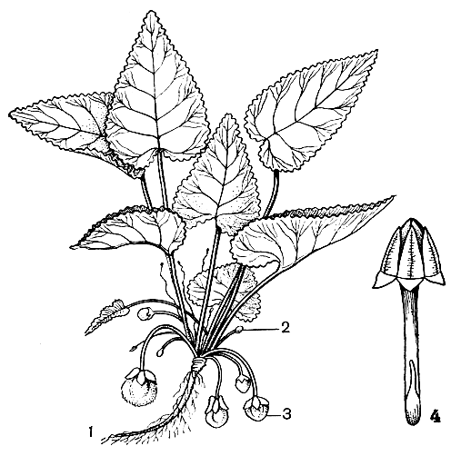 Рис. 43. Клейстогамия у фиалки опушенной (Viola hirta): 1 - общий вид растения; 2 - клейстогамные цветки; 3 - плоды, развивающиеся из клейстогамных цветков; 4 - отдельный клейстогамный цветок (увел.)