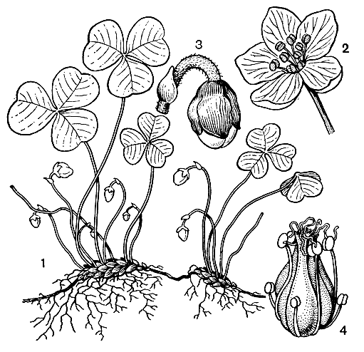 Рис. 44. Клейстогамия у кислицы обыкновенной (Охаlis acetosella): 1 - общий вид растения с клейстогамными цветками на разных стадиях развития; 2 - хазмогамный цветок; 3 - отдельный клейстогамный цветок в стадии опыления; 4 - то же с удаленным околоцветником (увел.)