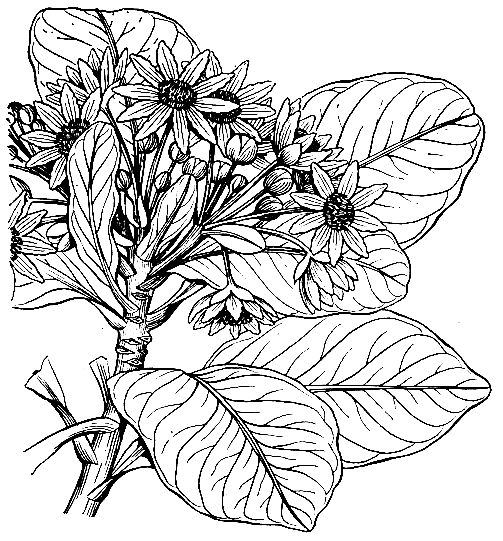 Рис. 51. Ветвь с цветками дримиса Винтера (Drimys winteri var. chilensis)