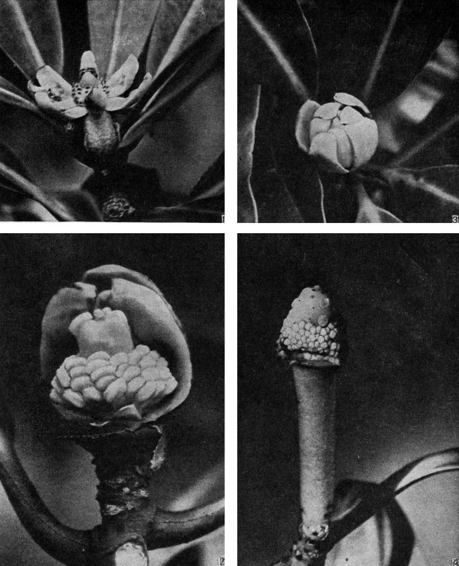 Рис. 52 Цветки видов рода зигогинум. Зигогинум Байона (Zygogynum baillonii): 1 - цветок (видны темные рыльца); 2 - тычинки и плодолистики (околоцветник частично удален); 3 - бутон. Зигогинум яблоконосный (Z. pomiferum): 4 - тычинки и плодолистики (око-лоцветник удален)