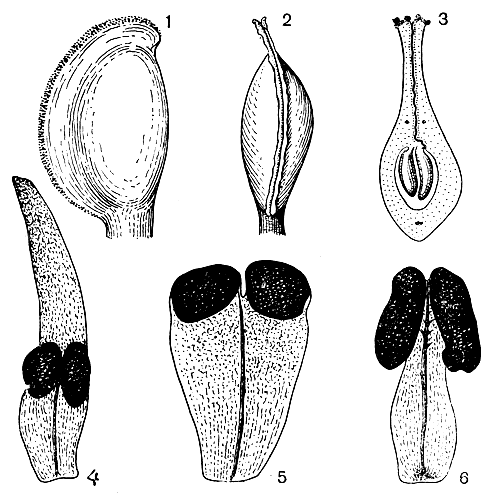 Рис. 54. Винтеровые. Кондупликатный плодолистик Тасмании и (Tasmannia sp.): 1 - вид сбоку; 2 - вид со стороны шва (видны парные рыльцевые гребни); 3 - продольный разрез. Тычинки: 4 - беллиолум простоножковый (Belliolum haplopus); 5 - буббия Клеменса (Bubbia clemensiae); 6 - дримис скученнолистный (Drimys confertifolia), увел. 24