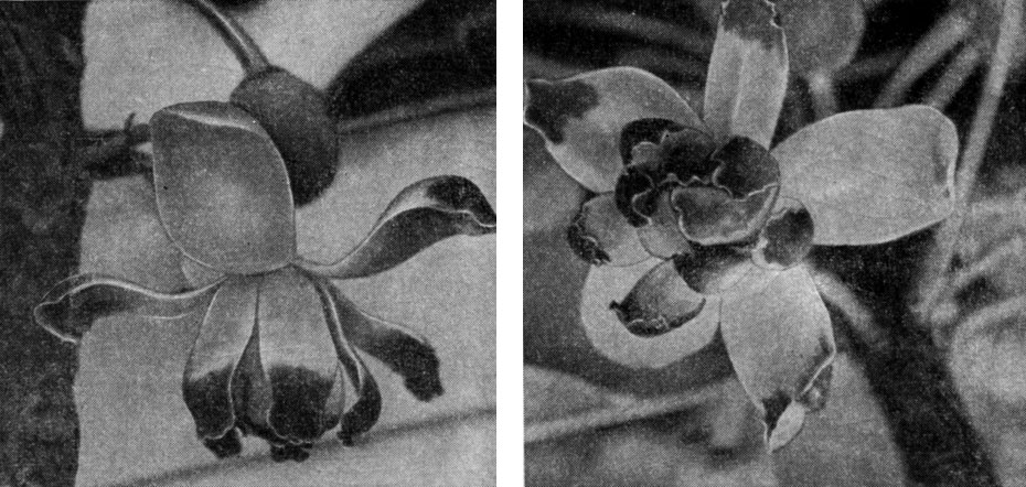 Рис. 57. Цветок и бутон дегенерии фиджийской (Degeneria vitiensis)