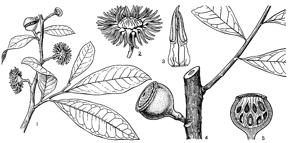 Рис. 58. Эвпоматия лавровая (Eupomatia laurina): 1 - ветвь с цветками и бутоном; 2 - цветок; 3 - тычинка; 4 - ветвь с плодом; 5 - плод в продольном разрезе