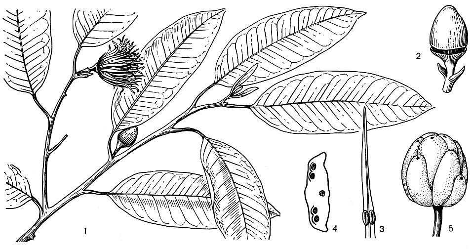 Рис. 59. Гальбулимима Белграва (Galbulimima belgraveana): 1 - ветвь с цветком и бутоном; 2 - открывающийся бутон; 3 - тычинка; 4 - тычинка на поперечном разрезе в области пыльников; 5 - плод